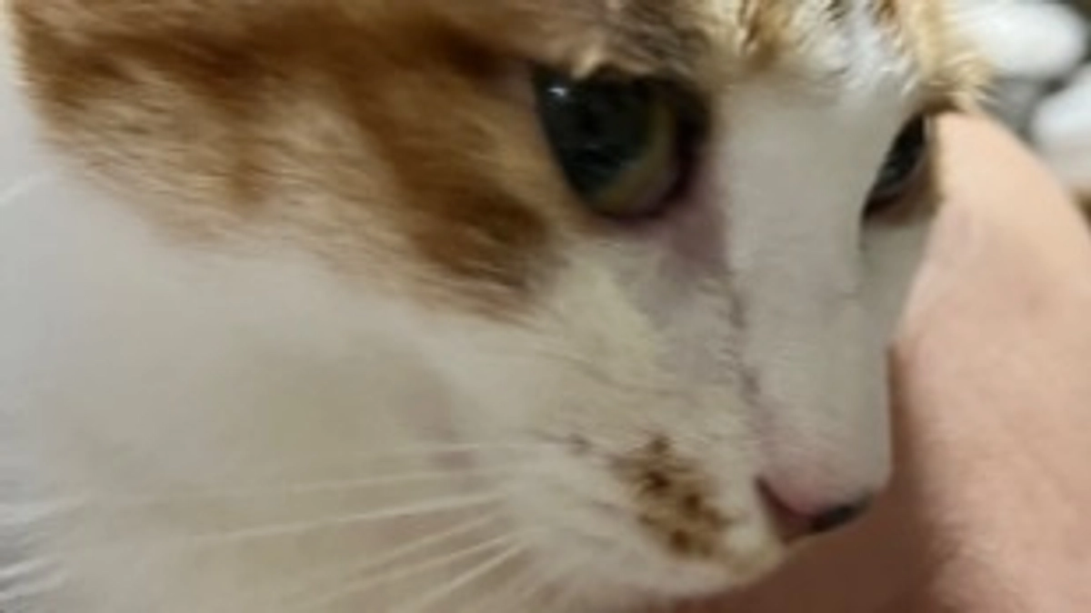 メイの手術日が決まりました。