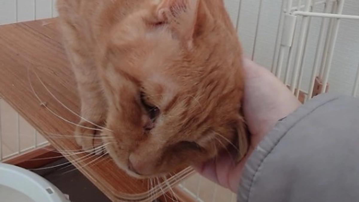 🐈ヨッちゃん血尿を出す～おハゲは体調を崩す前兆だった編🐈