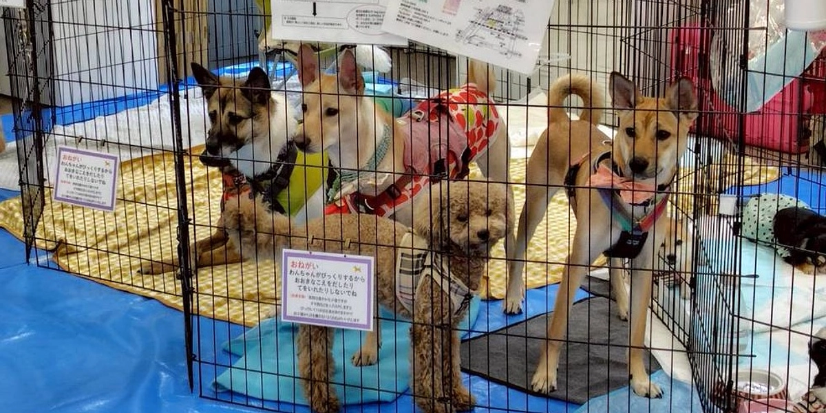 6月22日 鈴木印刷さまでの譲渡会、そしてラキへの感謝（残り4日となりました）