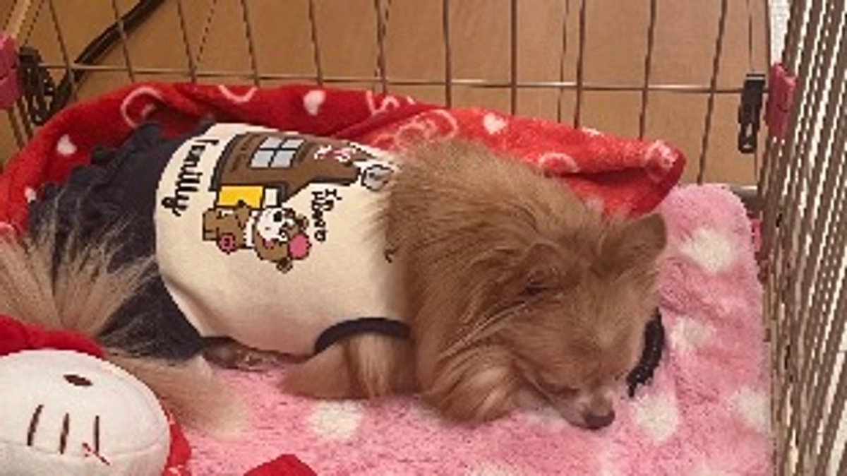 メリークリスマス🎄とくうちゃんの咳