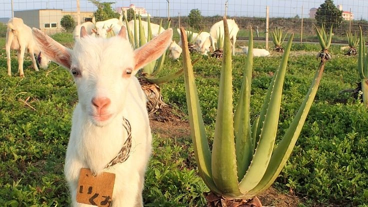 宮古島のアロエ畑とヤギ。しろう農園ふれあい牧場リニューアル!