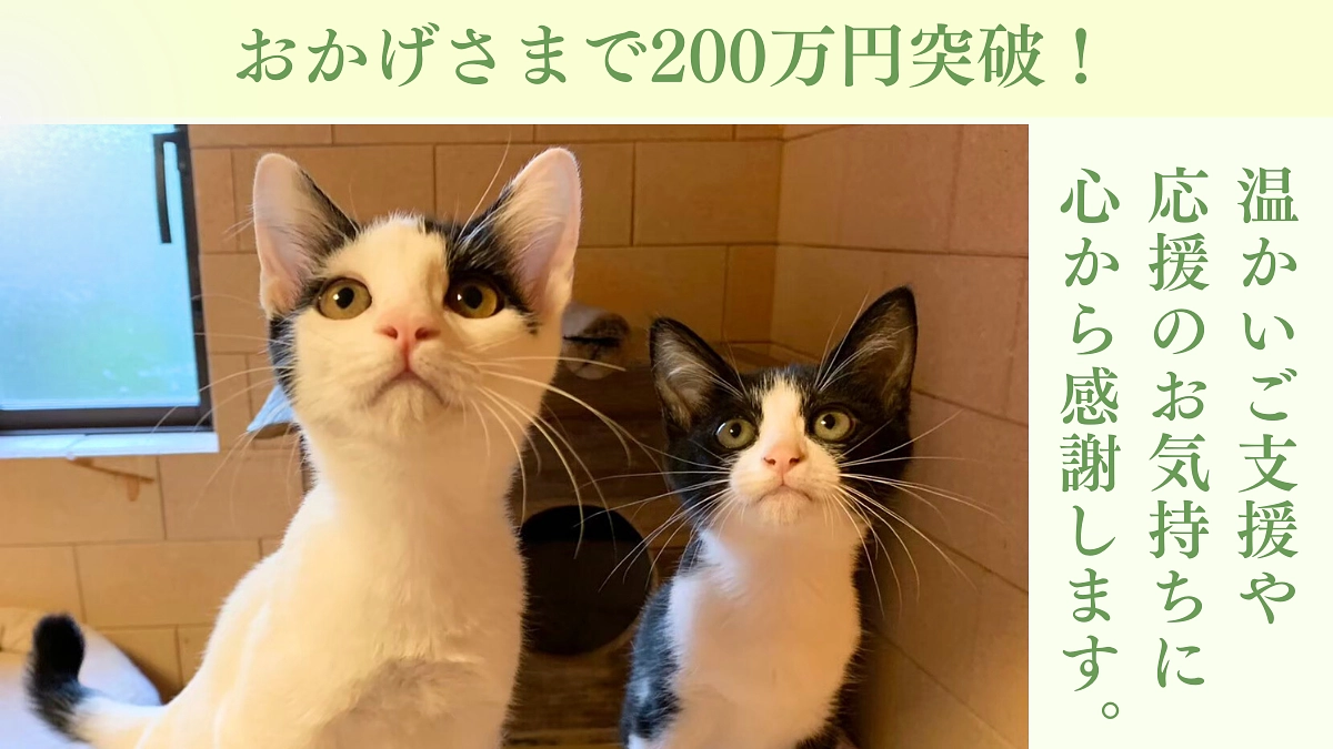 お陰様で200万円突破しました！公園で餌やりをされていた「猫おじさん」。毎週通うボランティアさんへ！