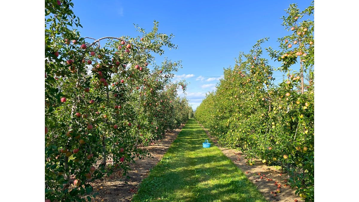 安曇野のりんご園から🍎