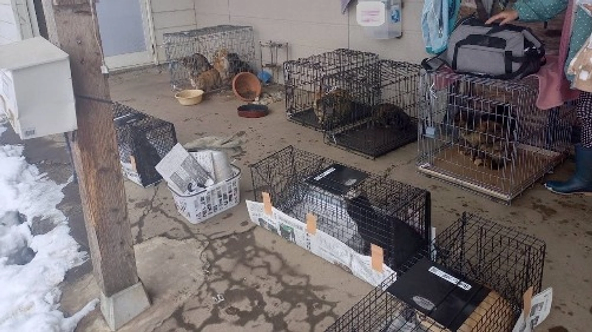 初日16匹の捕獲