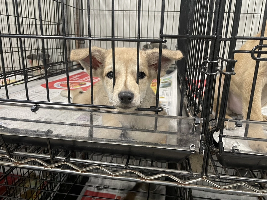 膝蓋骨脱臼グレード4。それがピコラについた診断でした。