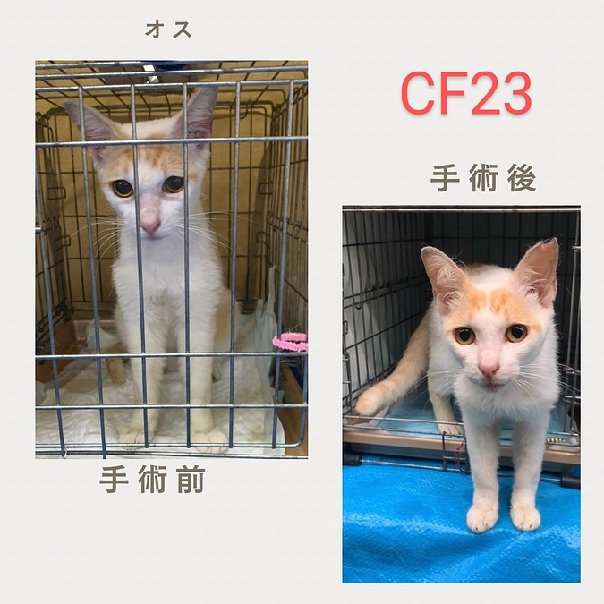 CF２３～２６TNR完了しました