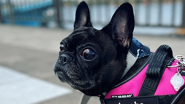 【保護犬出身】雨葉の眼球摘出手術と治療の費用支援をお願いします のトップ画像