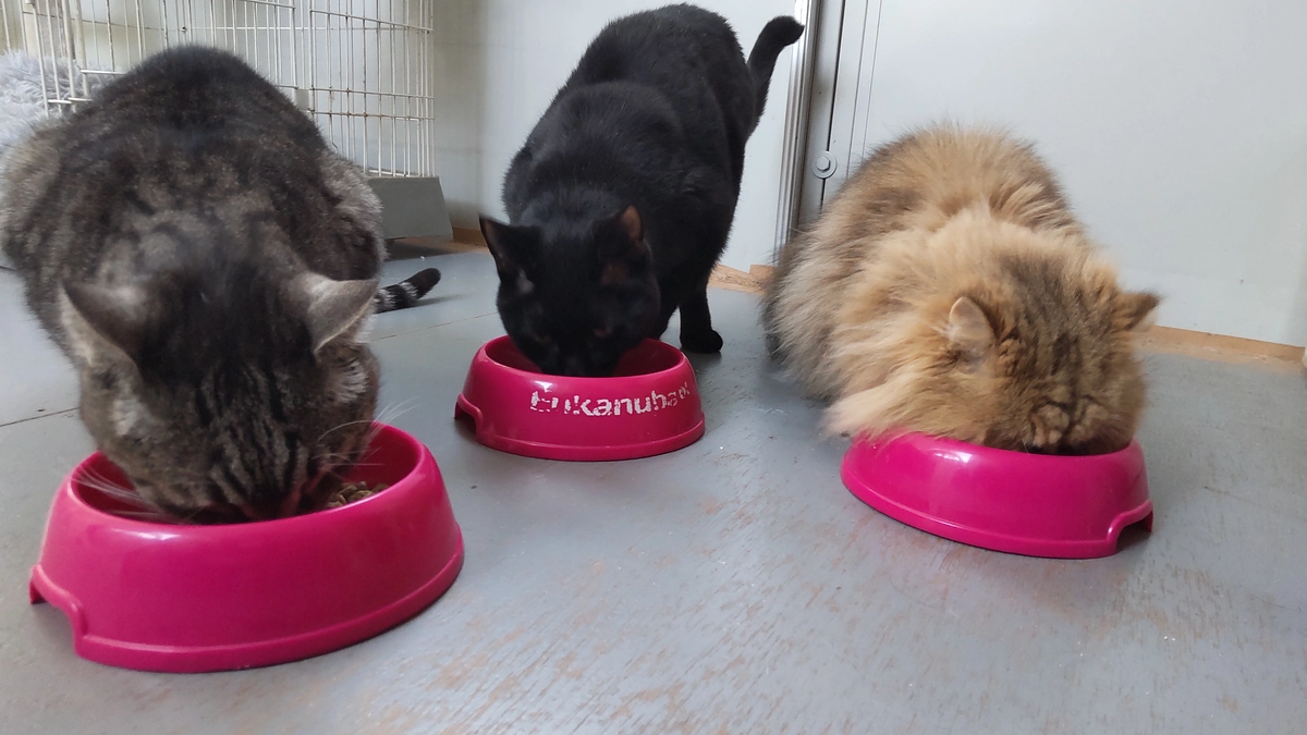 【50%突破！】ありがとうございます！