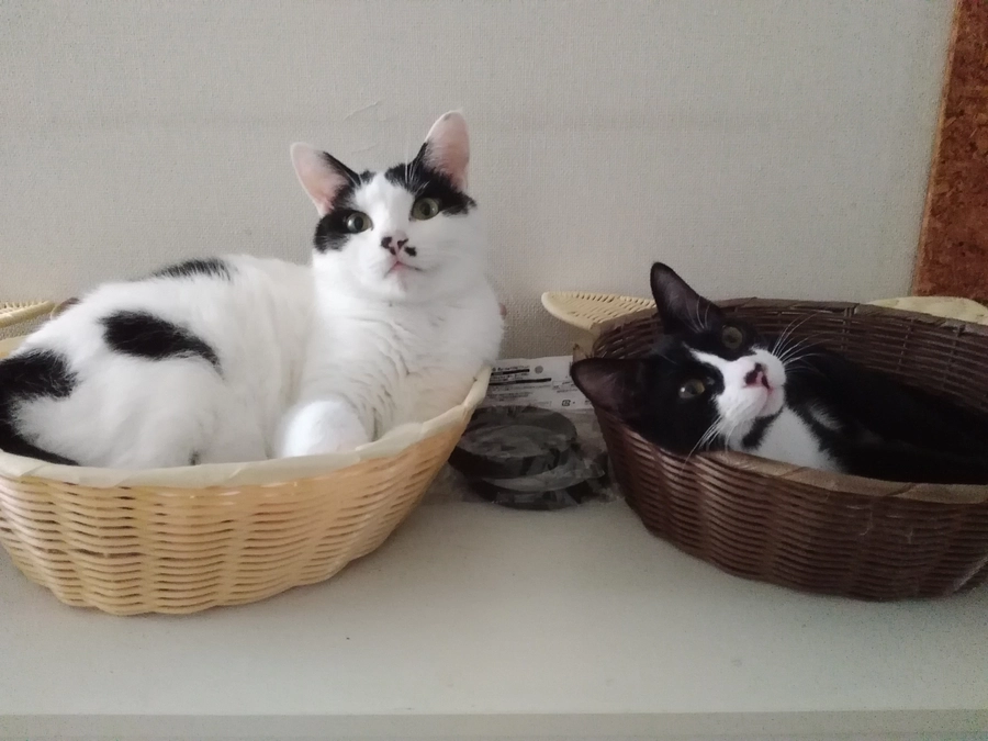 元気に育っています。