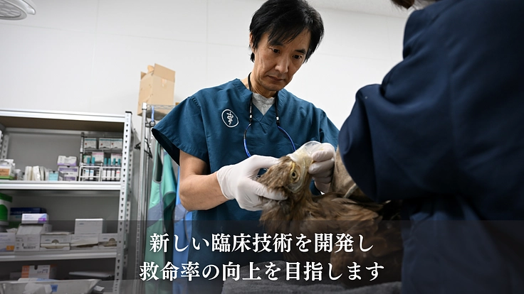 もっと多くの命を繋ぎたい!野生猛禽類の救護と継続飼育体制の充実を 8枚目