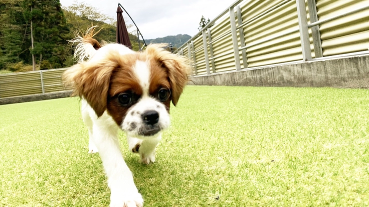 シェルターを拡張し、保護犬たちが幸せに、より快適に過ごせるように。