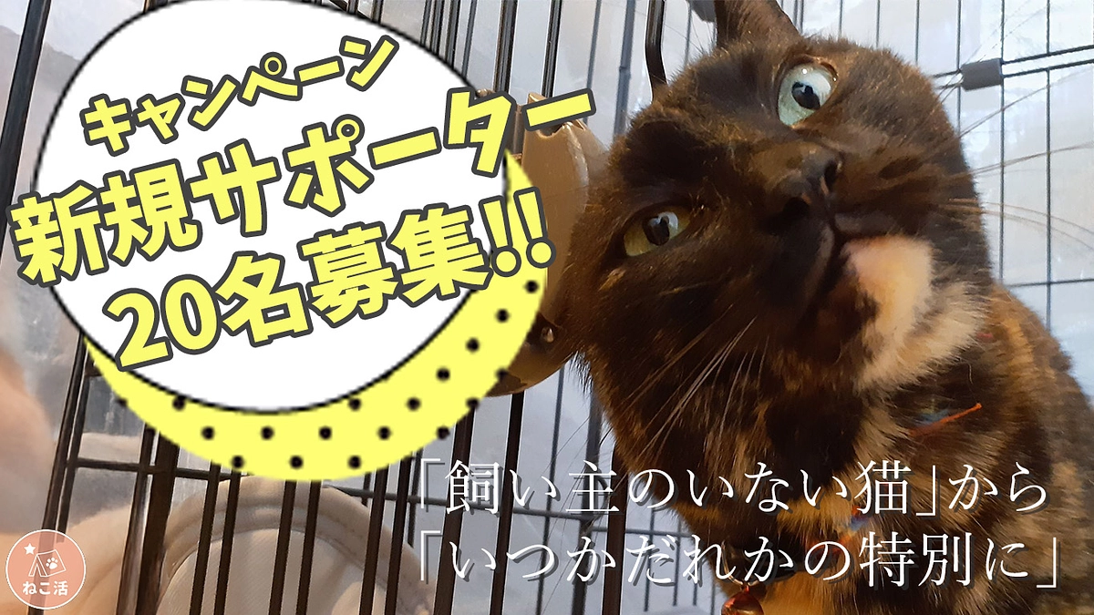 「いつか誰かの特別に」キャンペーンプロジェクト終了のお礼