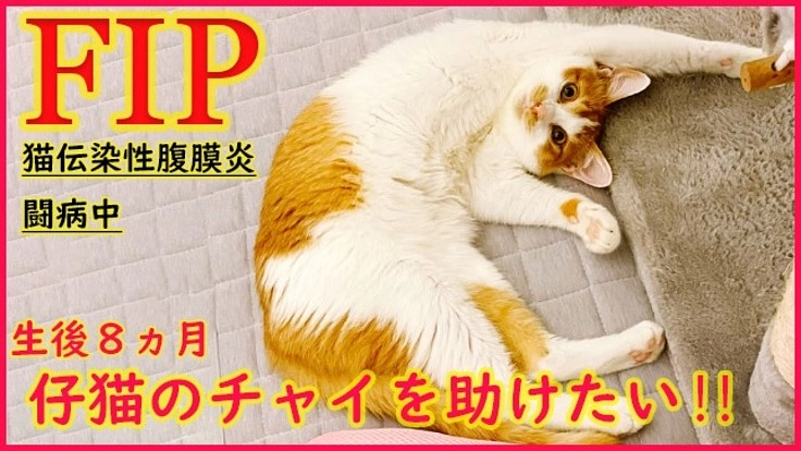 難病FIPと闘う子猫のチャイを救う為ご支援願います/保護猫シェルタ