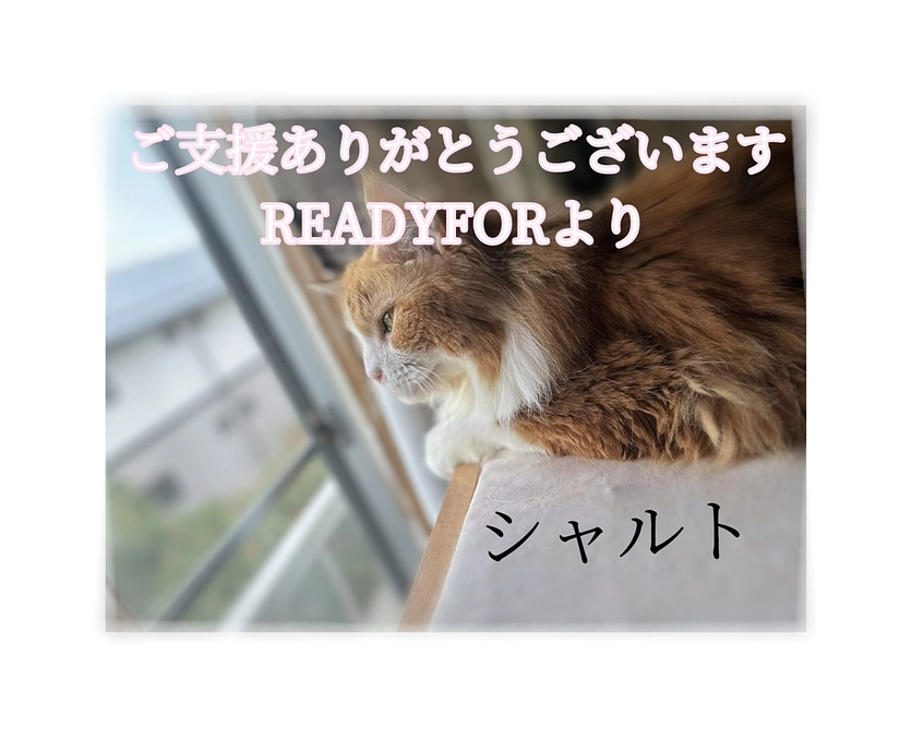 ご支援ありがとうございます🙇‍♀️