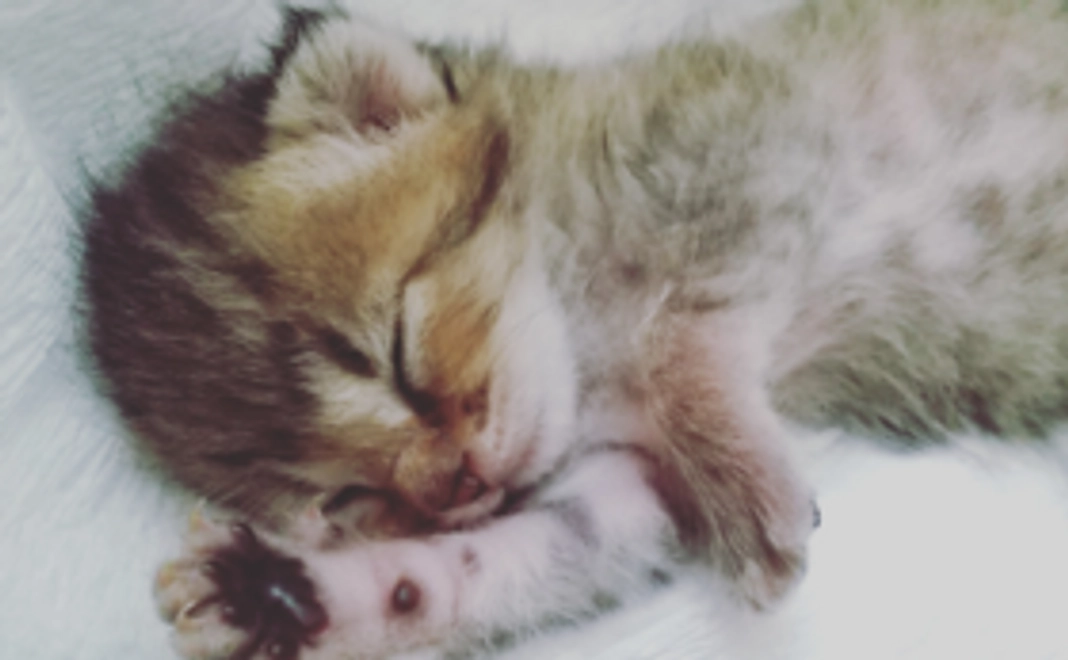 赤ちゃん猫頑張れ(1)