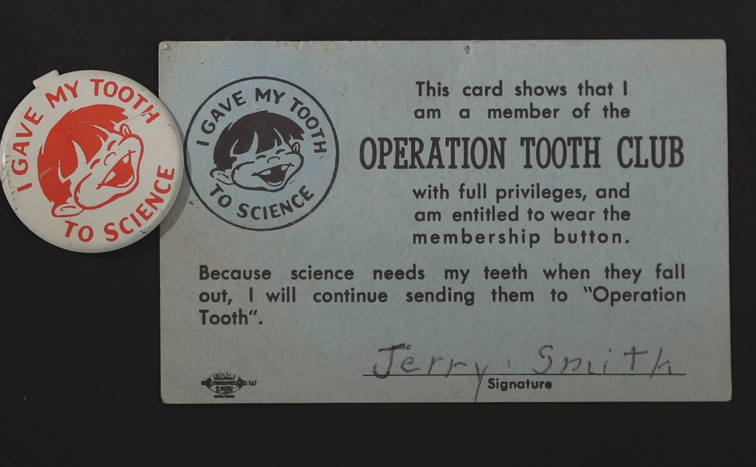・1950年、放射能汚染の影響が強いとされるセントルイスで行われた「乳歯調査」のロゴ入りエコバック2つ