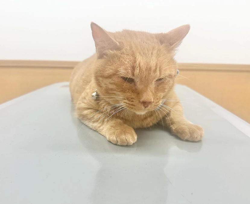 猫小屋で生活してた猫家族