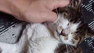 事故により怪我をした猫の手術費、通院費 のトップ画像