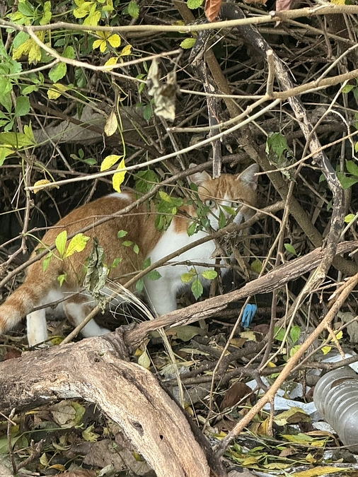 崩壊現場の保護３日目は保護とトリミングカーの改装。から、４日目。