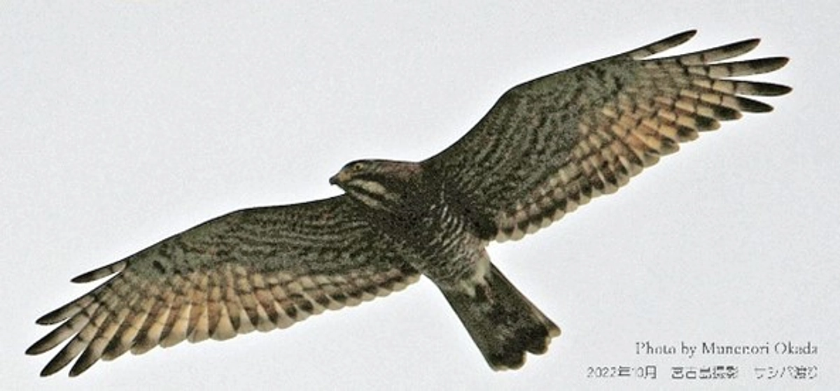 【絵画を通してサシバを保護する】　野生動物画家　岡田宗徳さん