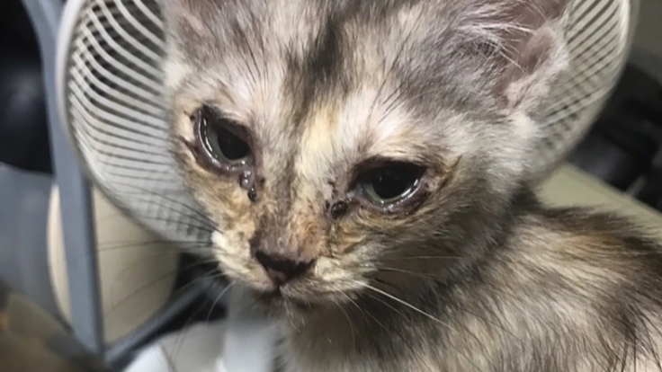 母親に飼育放棄された4匹の仔猫を救いたい!