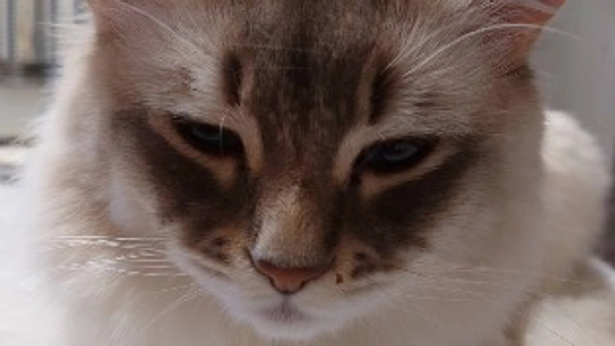 代理支援のご報告