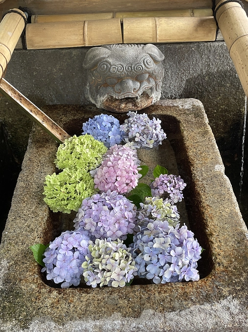 ボタニカルアーティストの京都桜紀行～アオバナと鹿さん2