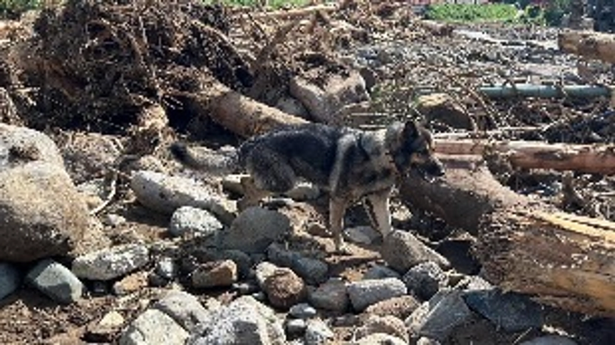 【災害救助犬事業　能登半島豪雨 活動報告②】