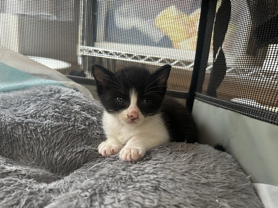 花巻レスキューこねこたちのご紹介♪♪