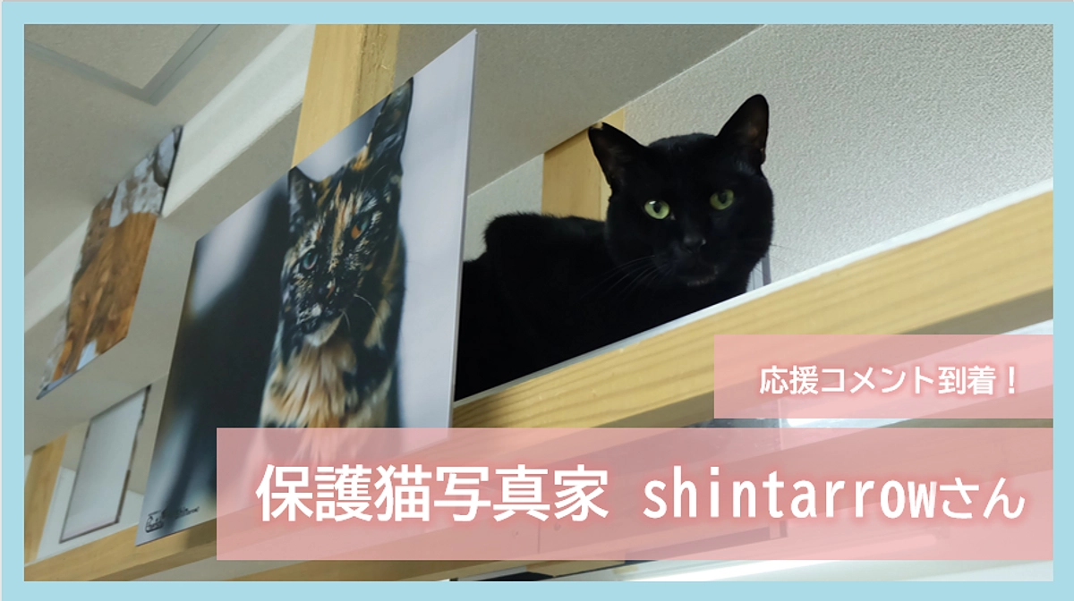 応援コメント到着！～保護猫写真家・shintarrowさん～