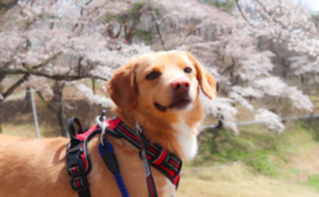 SOS活動応援コース