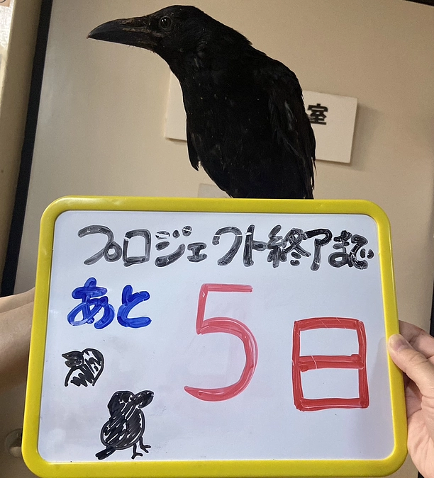 プロジェクト終了まであと5日！保護動物達の紹介⑧施設生活の長い猫達