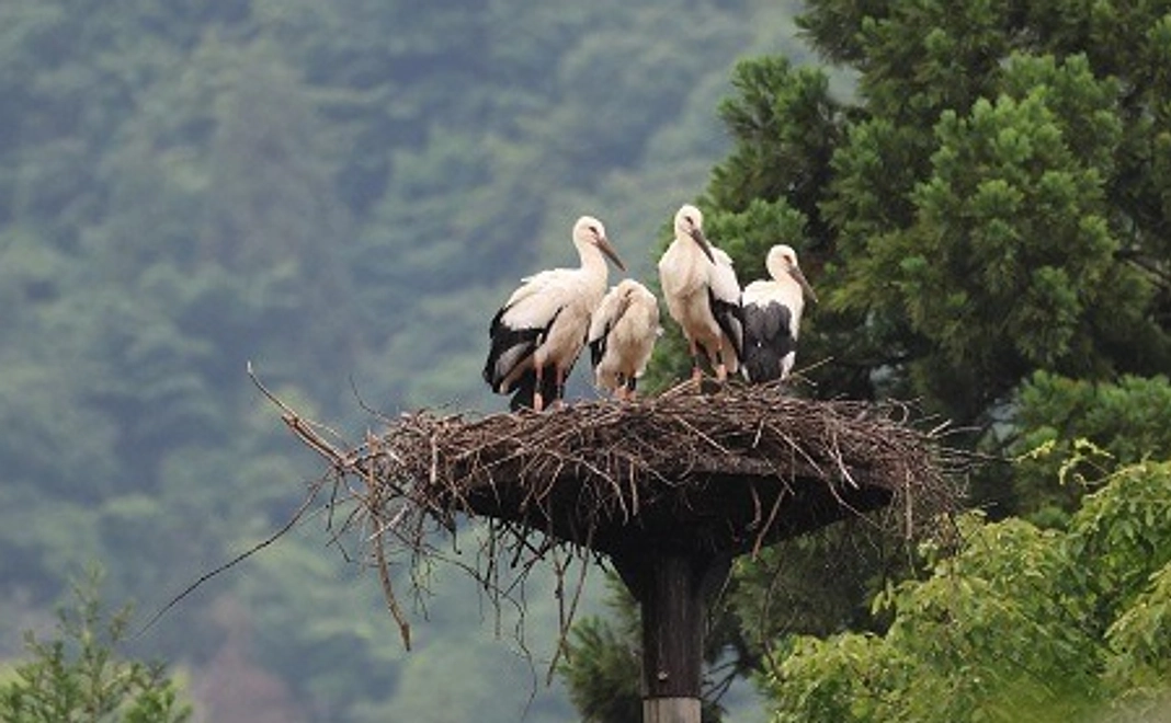 感謝のお礼のメッセージ2