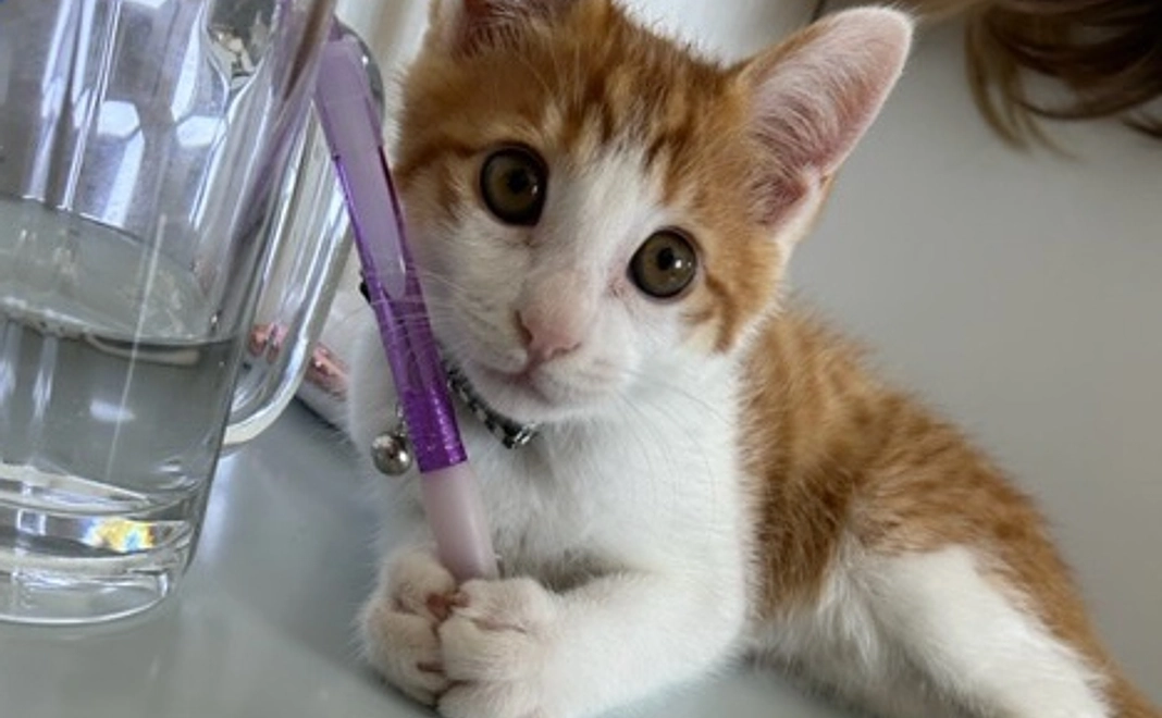 御礼のメール 画像データ1枚