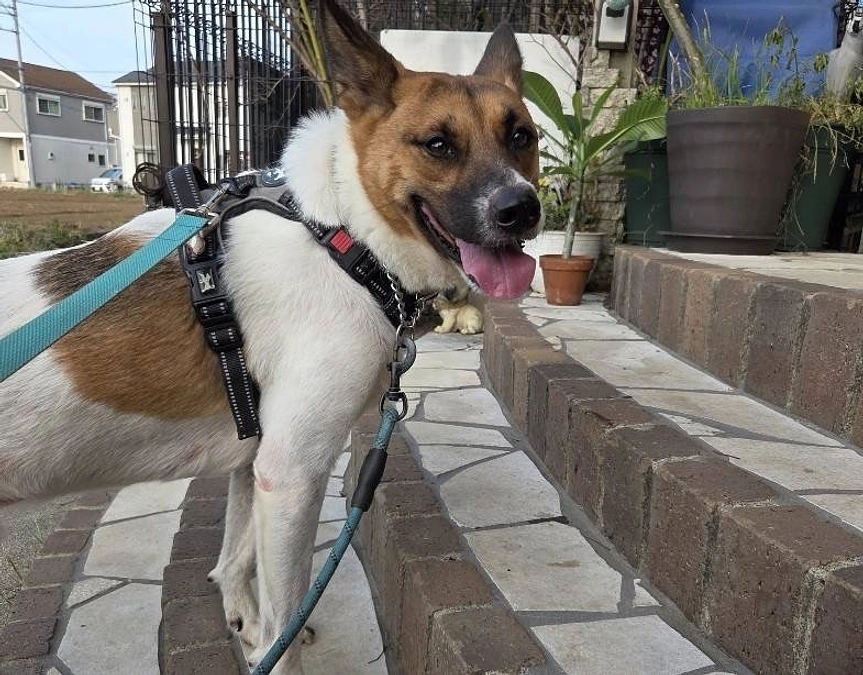 目標まであと15万円。最近の朝散歩の様子