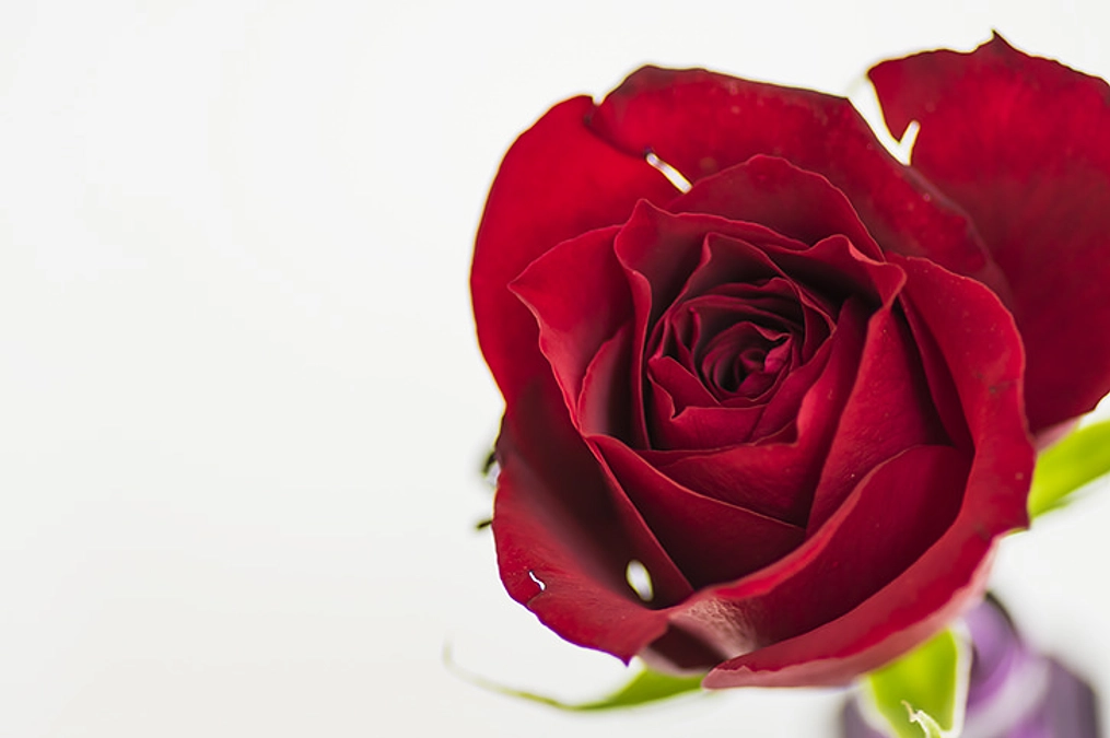 寄付をありがとうございます