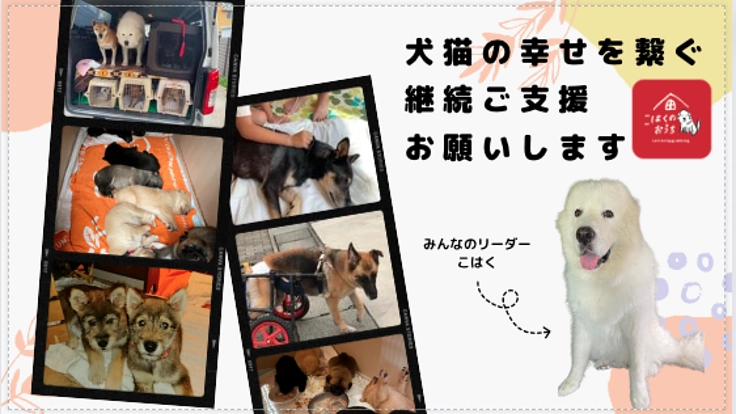 【こはくのおうち】犬猫の幸せを繋ぐまでの継続ご支援お願いします
