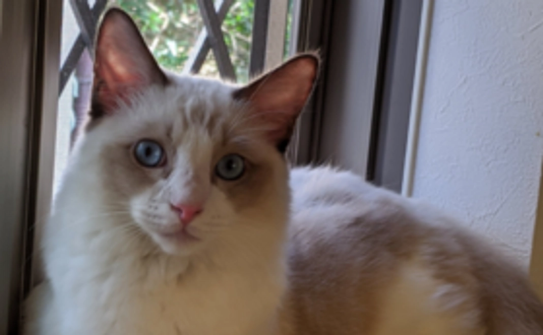 心を込めたお礼のメール、画像3点、ポストカード