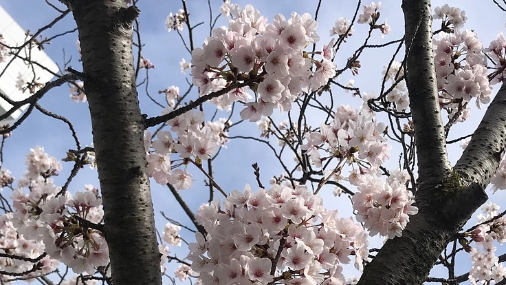 納入額が足りません。どうか学費をご支援ください。