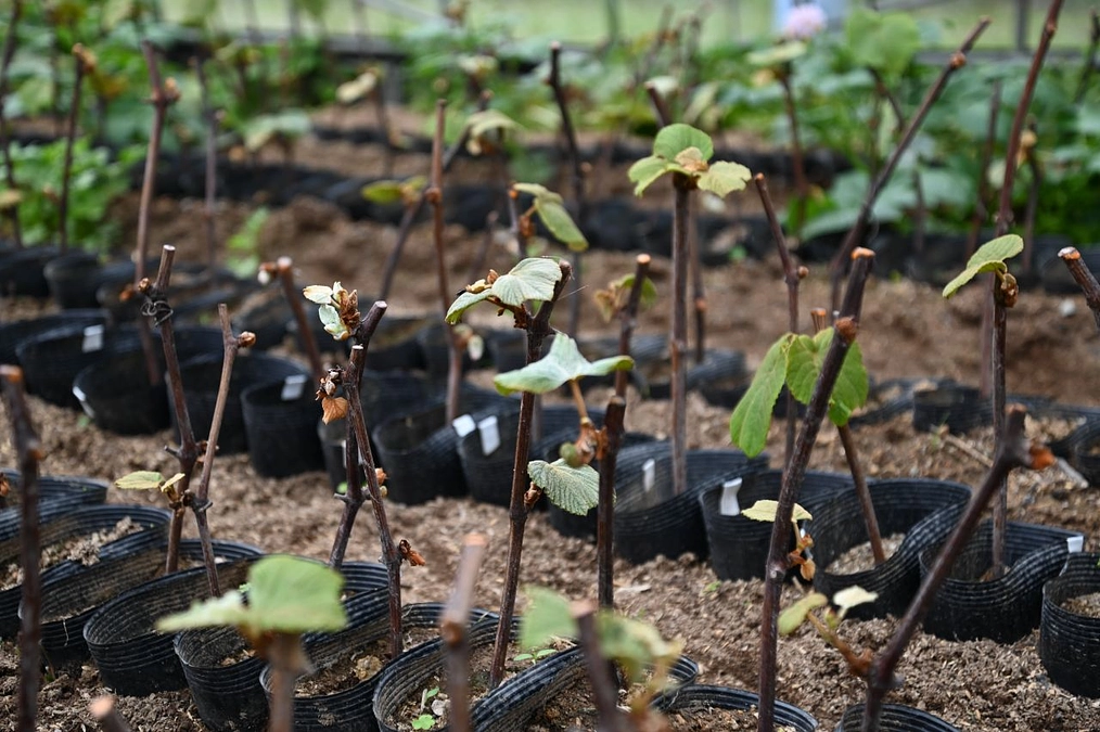 問題発生？ガラミ苗木生育状況