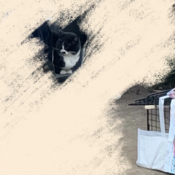 術後のチップくん・マヌくん