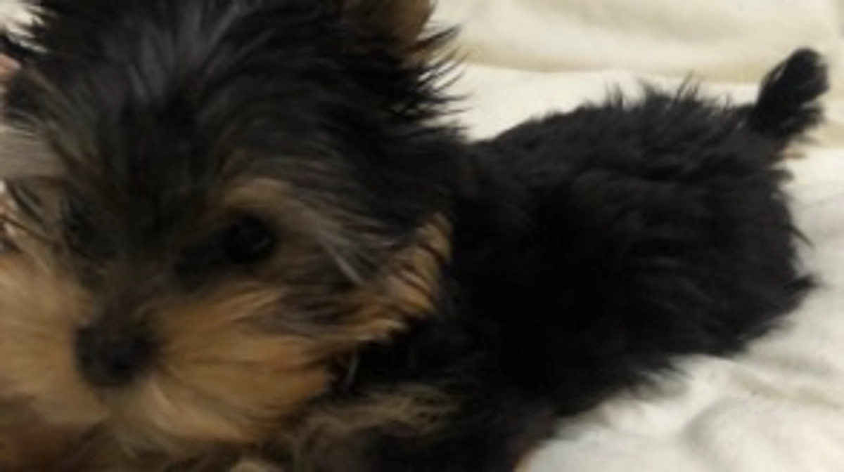 豆太郎の自己紹介