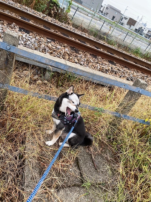 血小板の値が回復