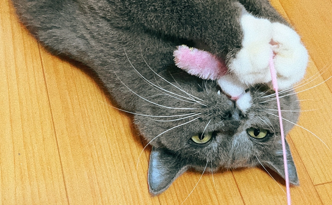 プルート応援プラン2