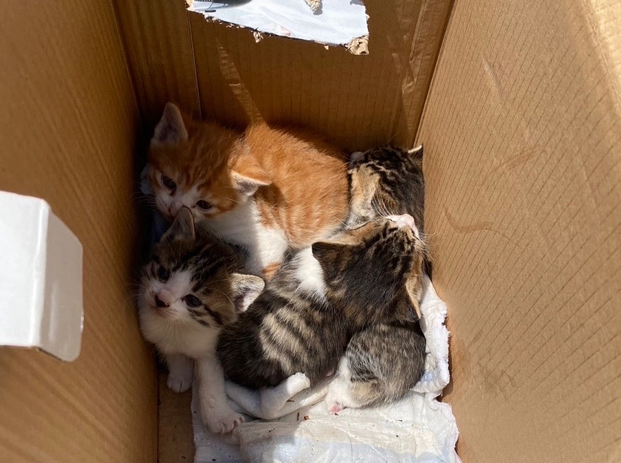 【クラファン残り13日】FIPを乗り越えたソフィ。治療を終え姉妹のメイと共に本当の家族の元へ