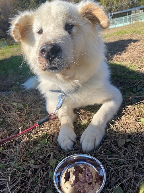 【シェルターNEWS】チッチの体調の変化
