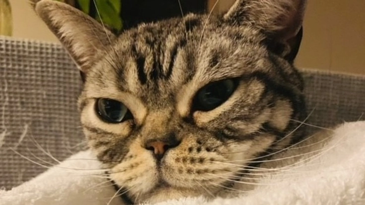 FIP猫伝染性腹膜炎で闘病中シルバーの元気な鳴き声を聞かせて下さい