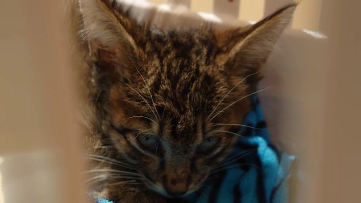 【死ぬ運命】と言われた保護猫を助けたい