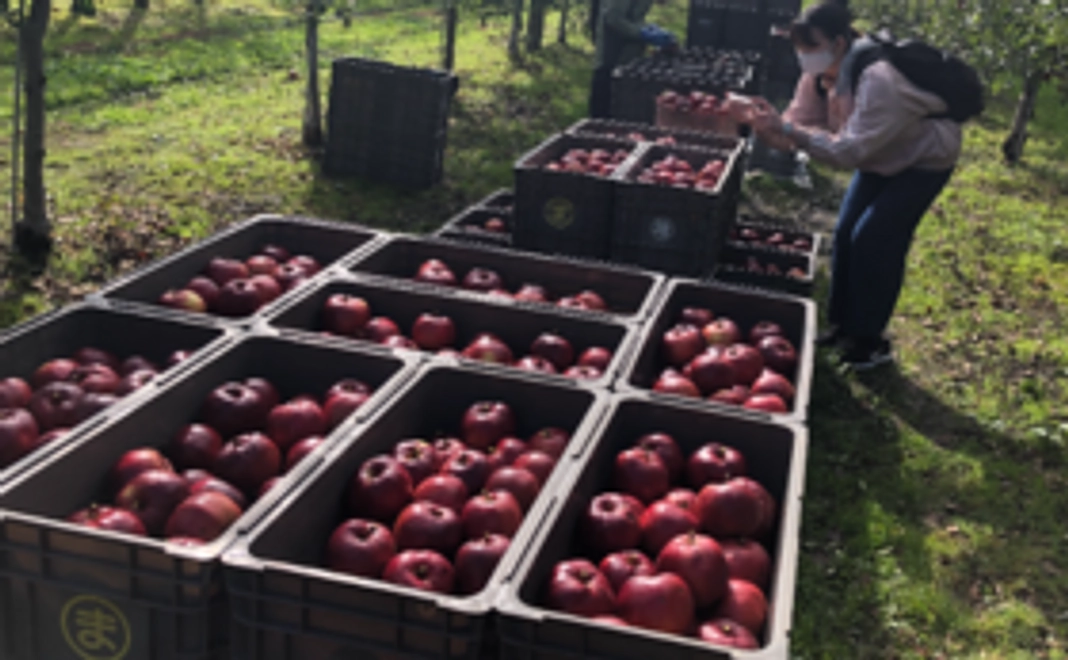 【リターンご不要な方へ】　クッキングアップルの郷応援コースA