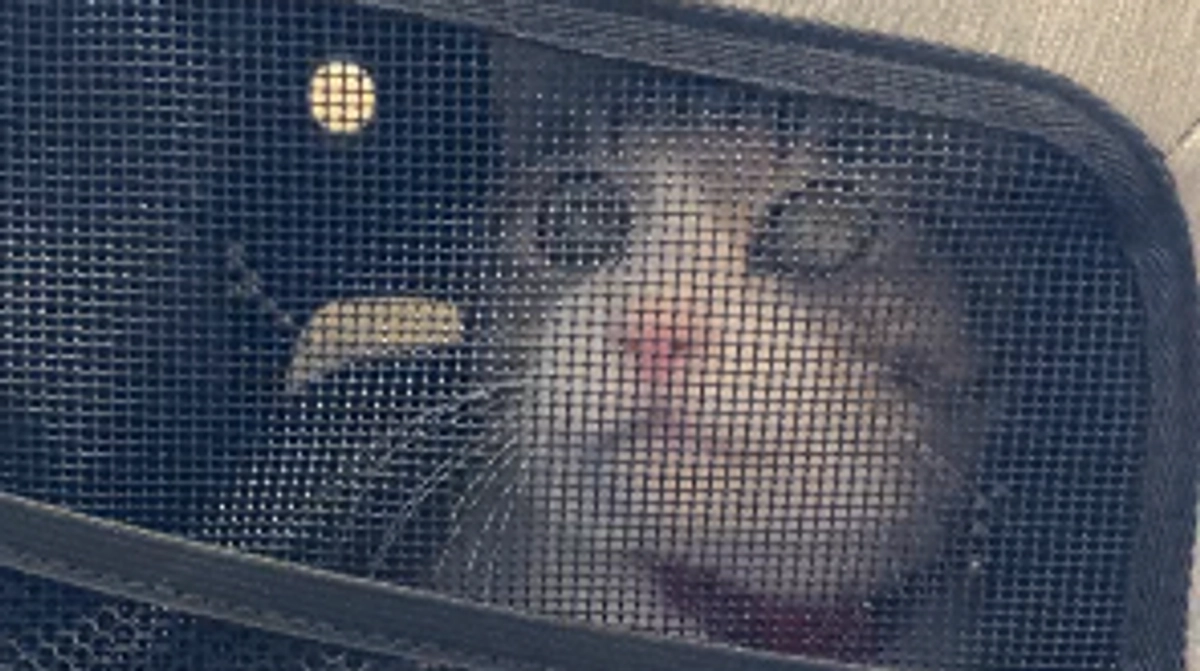 12/10 抗がん剤投与後の経過受診🏥💊